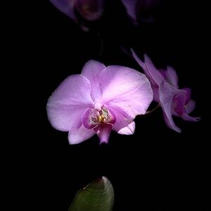 Meet your Posher,  Galadriel2024